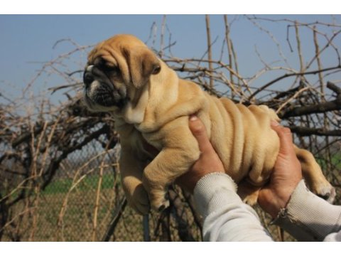 Üst düzey ingiliz bulldog yavrular