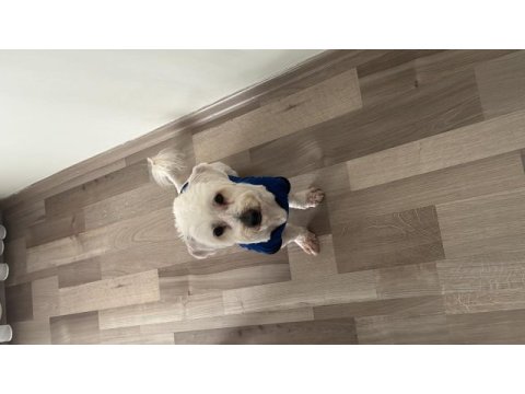4 yaşında terrier
