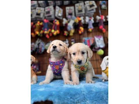 Burkem ailesi olarak ırk garantili golden retriever yavrular