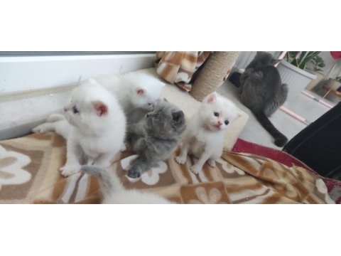 Beyaz british shorthair