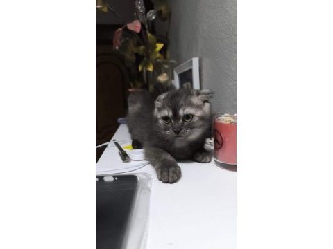 Scottish fold kedimize yuva olurmusun