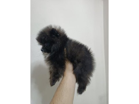 Pomeranian 2 aylık