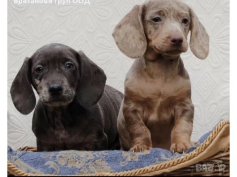 Dachshund kısa ve uzun tüylü yavrular