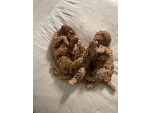 Toy poodle yavrularımız 50 günlük sağlıklı