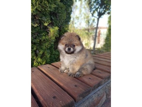 Ayı surat pomeranian 60 günlük