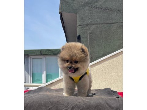 Karbeyaz pomeranian boo