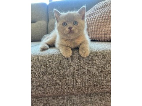 British shorthair dişi kedi yavrusu yuva arıyorum