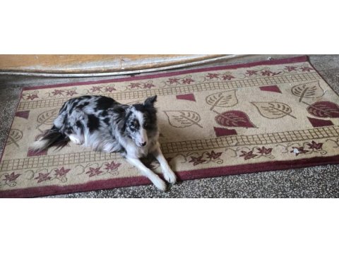 8 adet border collie yavruları mevcuttur