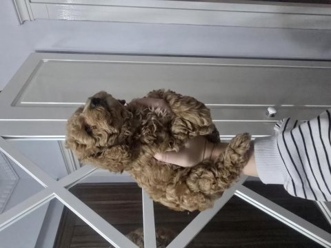 Erkek toy poodle