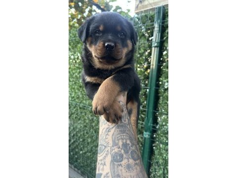 A kalite rottweiler yavrular