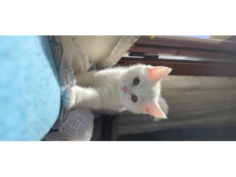 Eşsiz güzellikte yavru british shorthair
