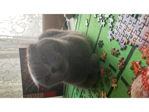 Scottish fold yetişkin kedimiz
