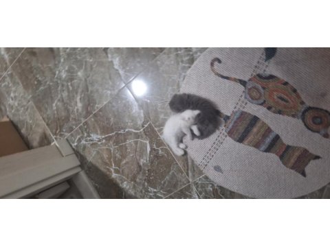 6 scottish fold yavru