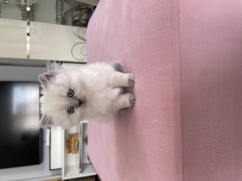 Çok sevimli minnoş british longhair yavrunuz
