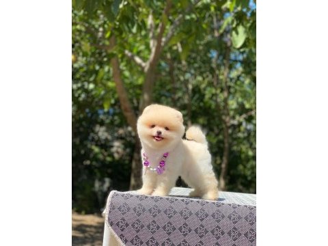 Show class orjinal ayı surat pomeranian boo yavrularım