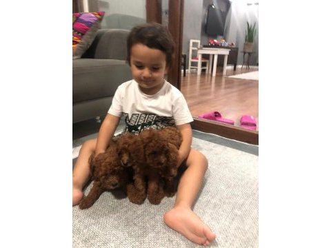 Toy poodle köpeğimiz