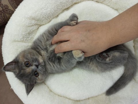 British shorthair kedimiz
