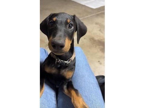 Irkının en iyisi doberman yavrular kapıda ödeme mevcut