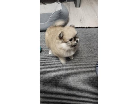 50 günlük pomeranian
