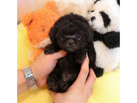 Black korean toy poodle bebeklerim