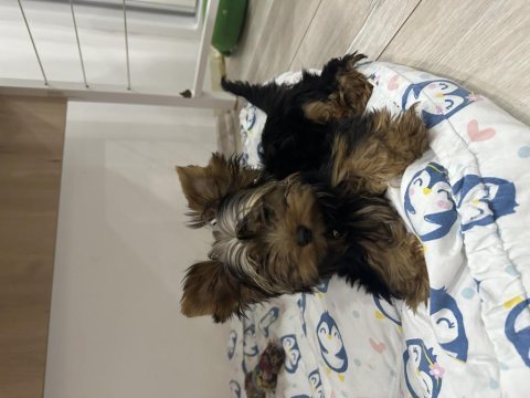 Orijinal erkek yorkshire terrier yavru