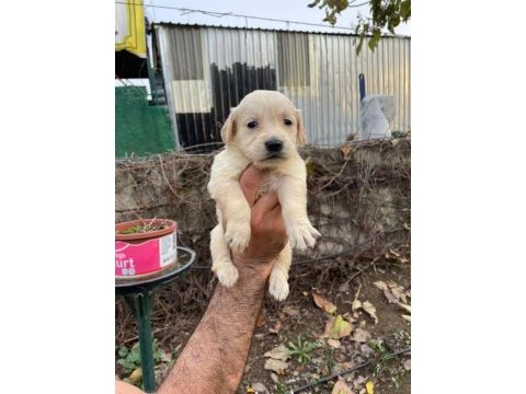 Baby face golden retriever