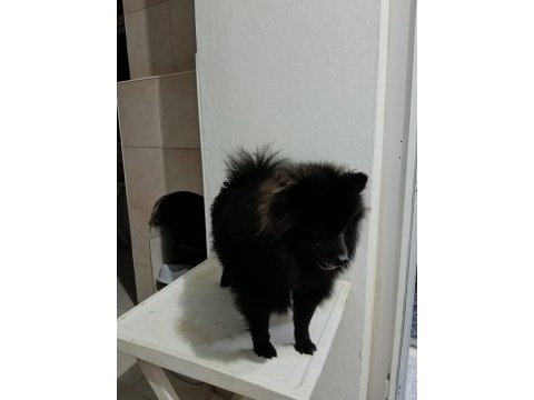 Pomeranian 8 aylık aşıları yapıldı erkek