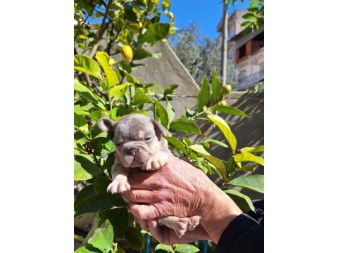 Lilac tan erkek french bulldog