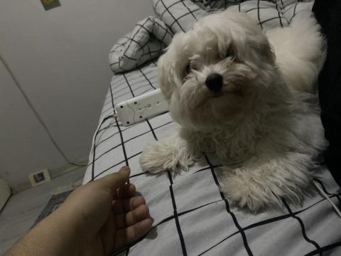 Maltese terrier 4 aylık köpeğim