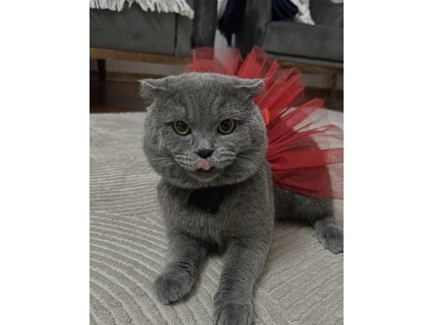 Scottish fold kedimi ücretsiz sahiplendirmek