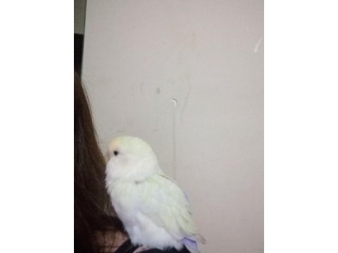 Geveze papağanımı sahiplendiriyorum