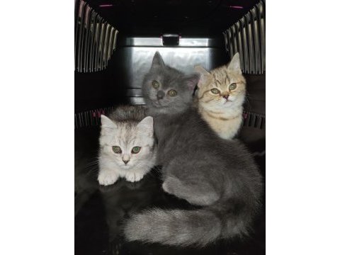 2.5 aylık british shorthair yavrularım