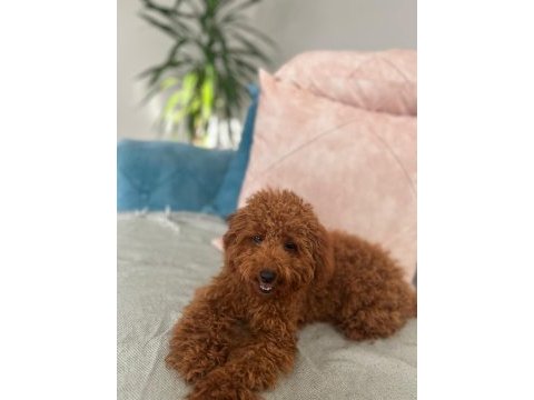 5 aylik erkek toy poodle. 5month old poodle