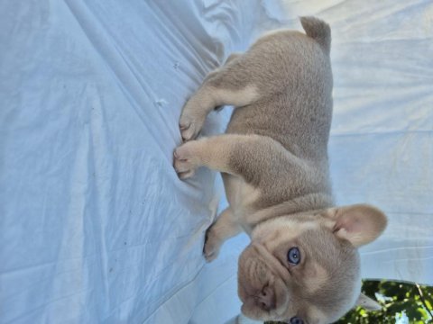 French bulldog bebekler