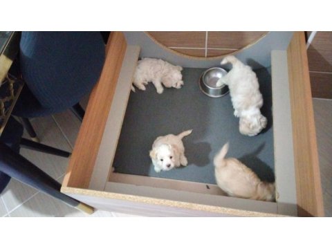Ankara maltipoo