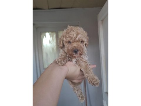 Çeşit çeşit maltipoo