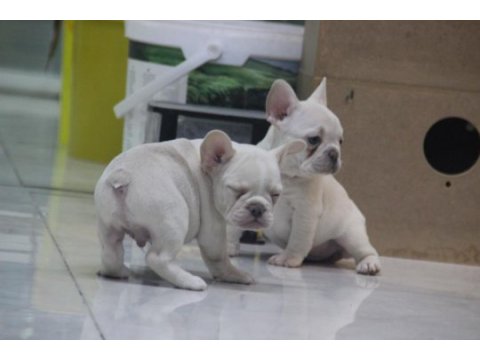 Kaliteli french bulldog yavrular