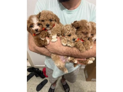 Maltipoo ırk ve sağlık garantili tüy dökmez