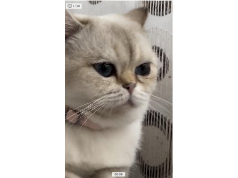 Gold point british shorthair
