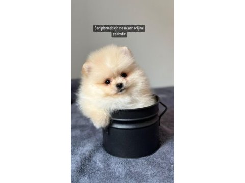 Küçük pomeranian yavrularımıza yuva