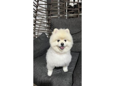 Akıllı eğitimli 11 aylık pomeranian bulutumuz