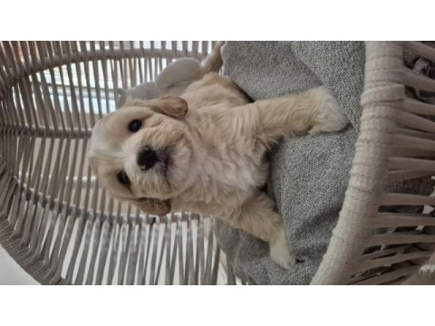 Maltipoo yavrularımız yeni ailelerini arıyor!