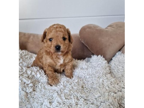 Sevimli maltipoo yavrularımız