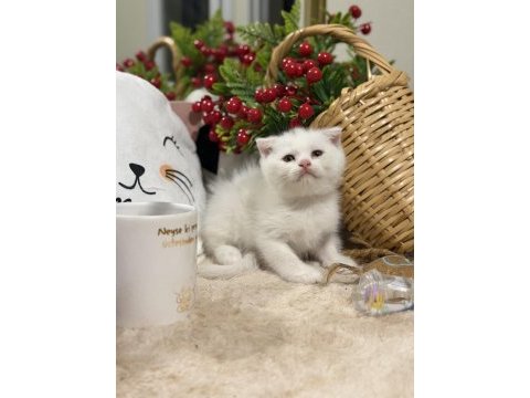 Scottish fold white
