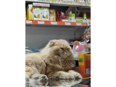 İran persian bebişler