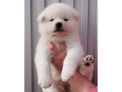 Japon akita inu yavruları