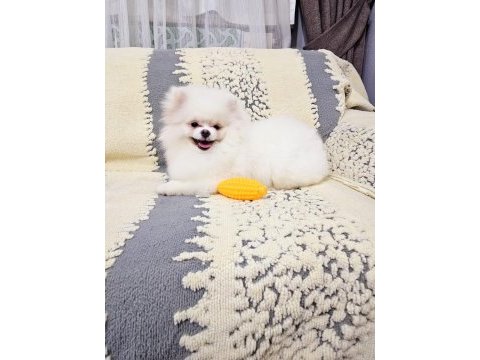 En seçkin pomeranian boo yavrularımıza yuva arıyoruz