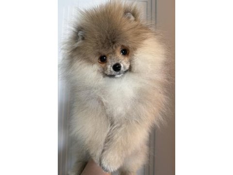 Pomeranian boo harika yavrumuz