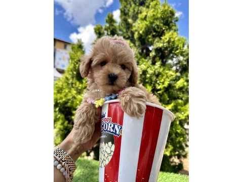 Maltipoo f2b safkan yavrularımız mini boy en küçük boy
