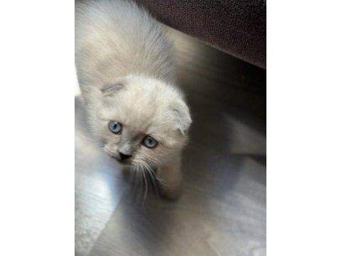 Scottish fold blue point